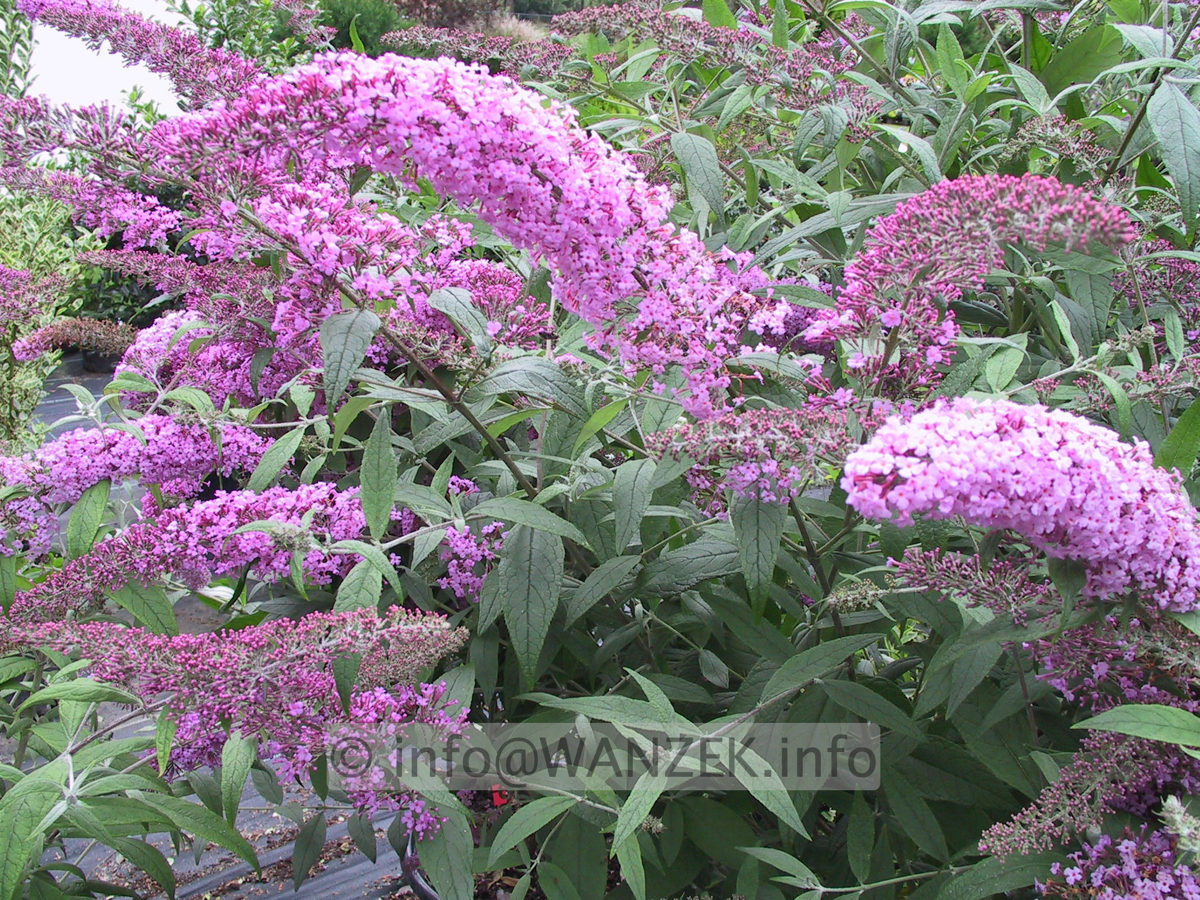 Buddleja Hybride Pink Delight 03.JPG